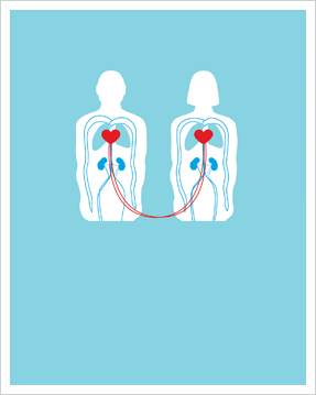 Anatomical Poster